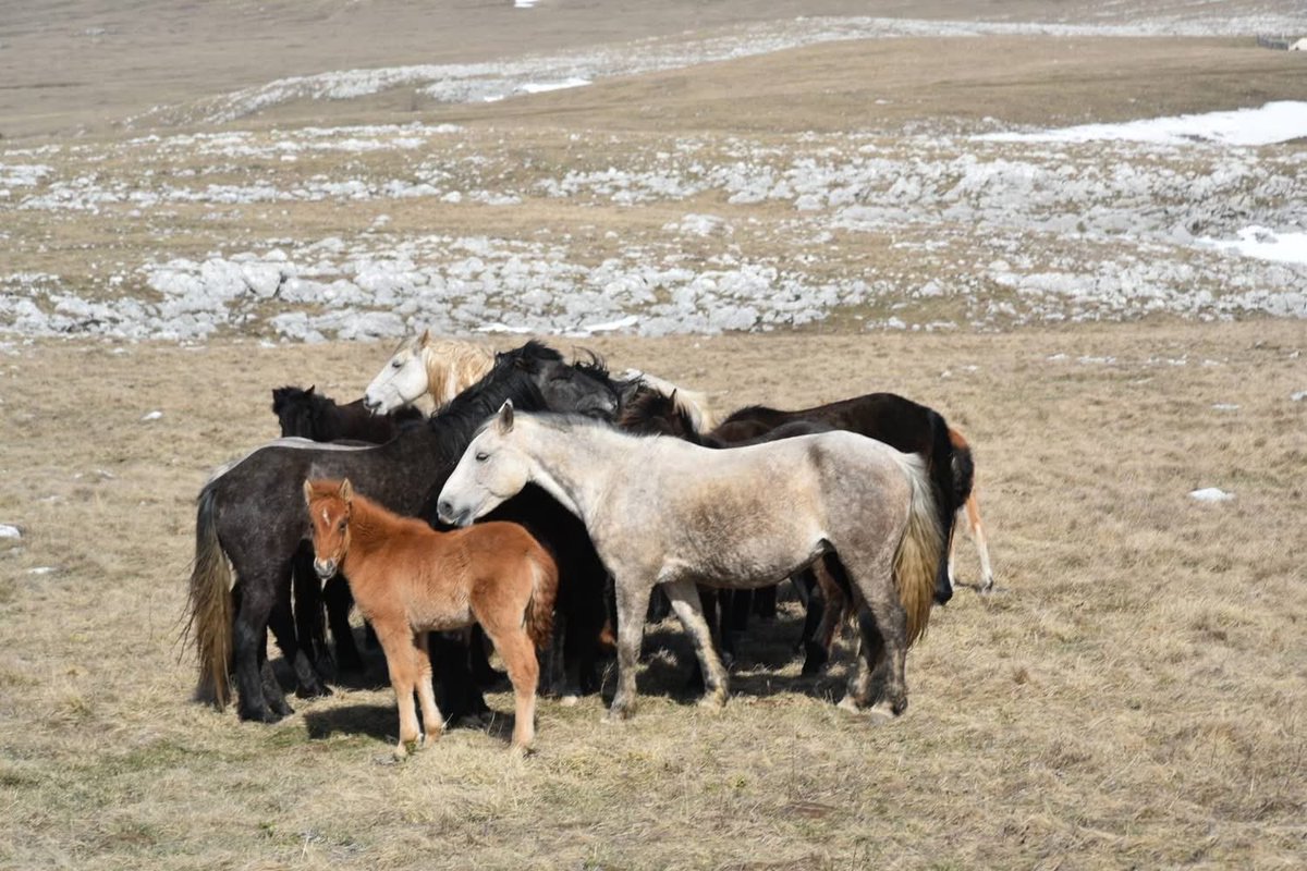 JosephSopta's tweet image. HRHB 🟥◻️🟥◻️🟥🇭🇷
#goats #wildhorses #stone #littleplaceonmysoul 🥰❤️🕊️