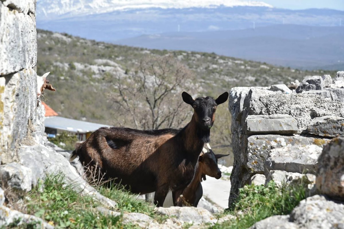 JosephSopta's tweet image. HRHB 🟥◻️🟥◻️🟥🇭🇷
#goats #wildhorses #stone #littleplaceonmysoul 🥰❤️🕊️