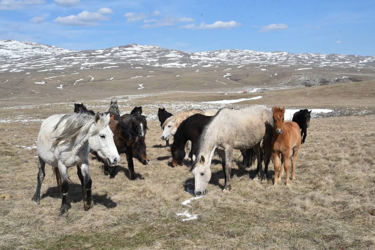 JosephSopta's tweet image. HRHB 🟥◻️🟥◻️🟥🇭🇷
#goats #wildhorses #stone #littleplaceonmysoul 🥰❤️🕊️