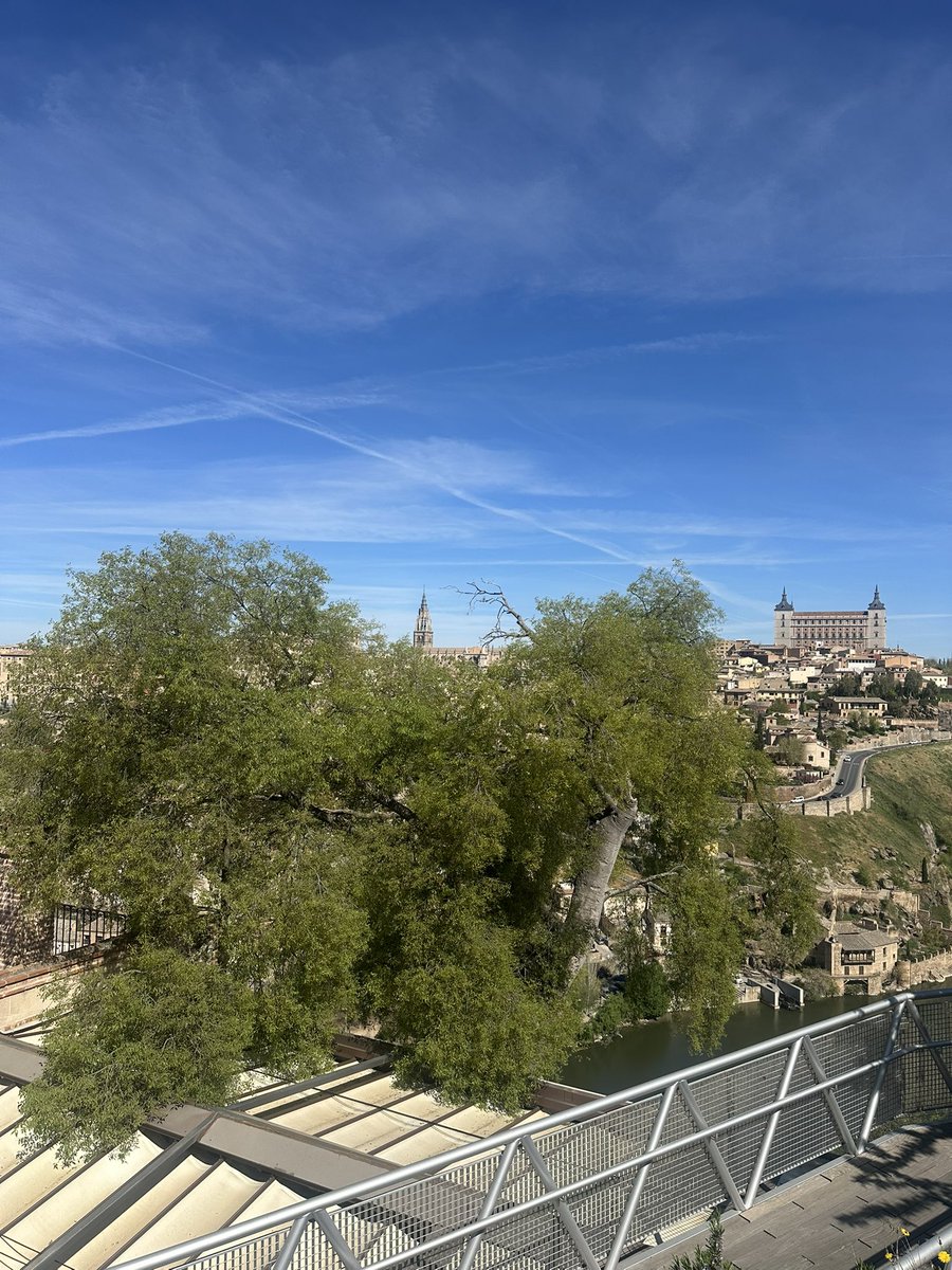 Almeces de Toledo 🌳 tweet media