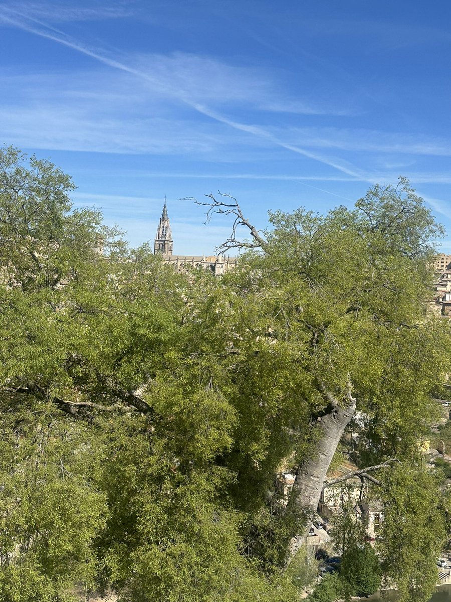Almeces de Toledo 🌳 tweet media