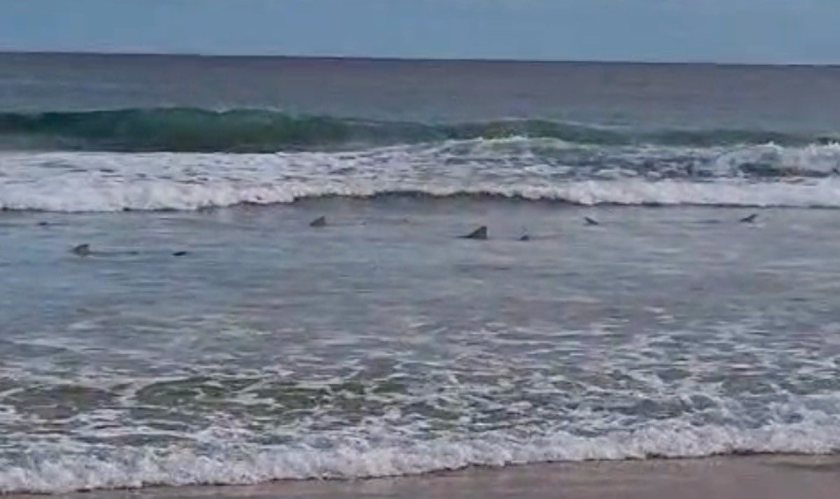 choquei's tweet image. 🚨BRASIL: Guarda-vidas flagra 18 barbatanas de tubarões em Fernando de Noronha.