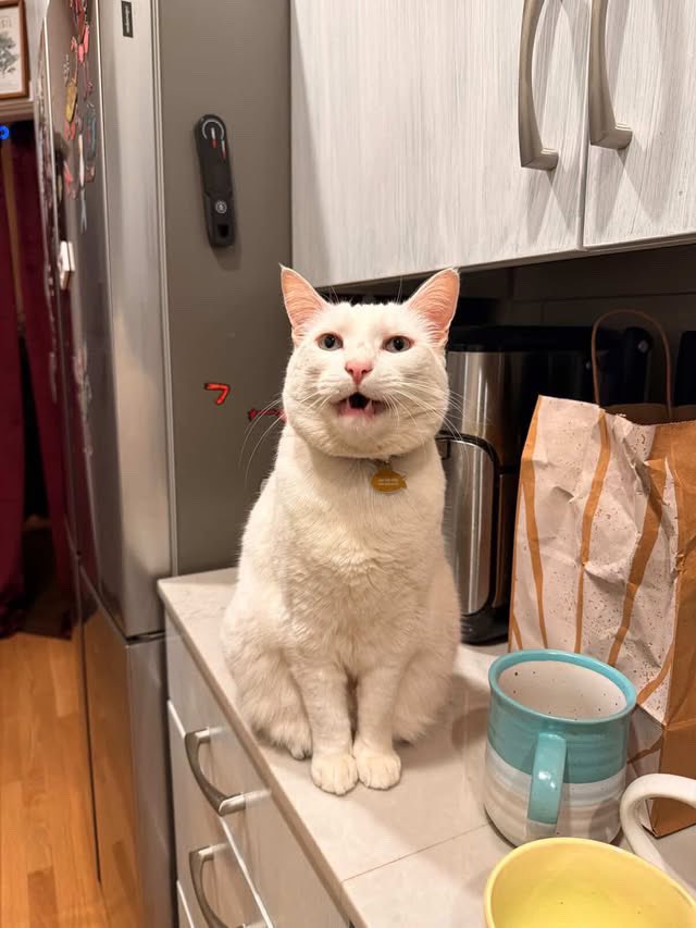 Crumb ! ⭐️🦭 tweet media