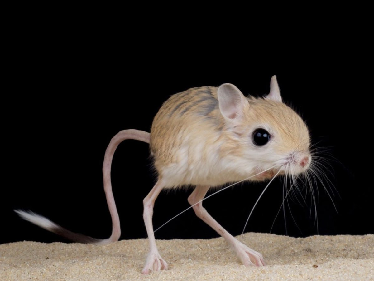 ~ ๐ฏ๐ฝ๐ ๐ฟ๐๐๐ ๐ซ๐๐๐ ~ tweet media