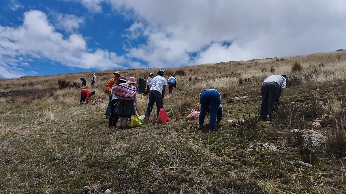 Reforest Trees tweet media