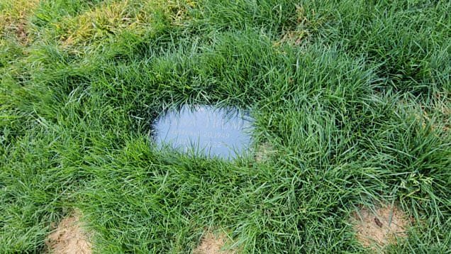 Veronica tweet media