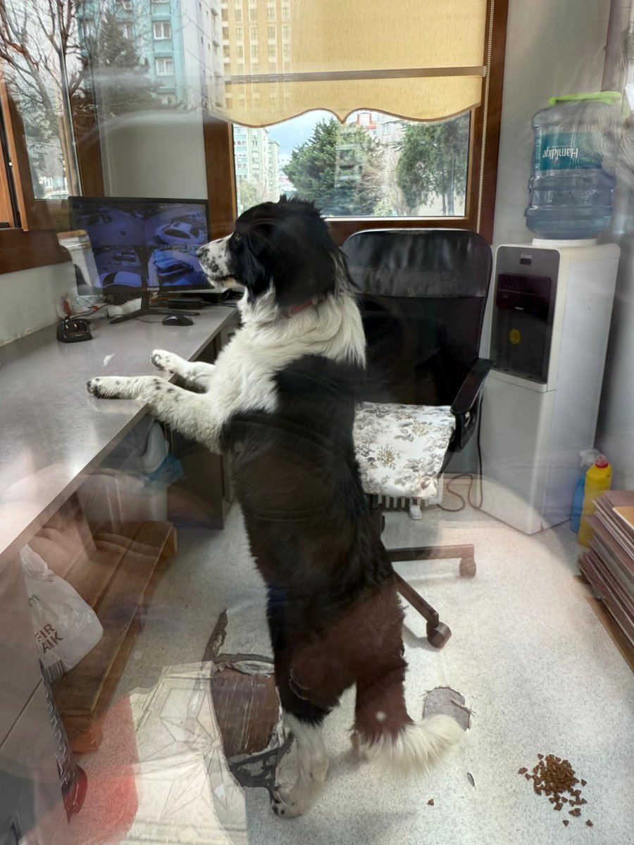 Özz'ün dünyası 🐾 tweet media