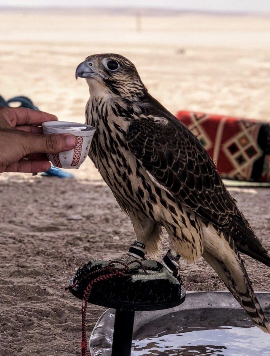 انفوسنا رغم الخطا تحسن الظن
و اوجيهنا لو كشر الوقت سمحه .