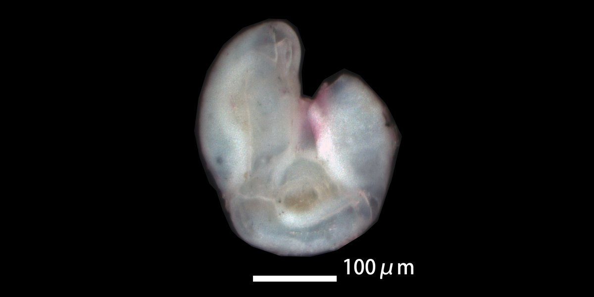 forafukiminera's tweet photo. Parrina bradyi
tidal pool, Nagasakibana, Ichikikushikino City, Kagoshima Prefecture, Kyushu, Southwest Japan, collected 1 February 2026.
#ForamFriday #foraminifera #有孔虫 #底生有孔虫 https://t.co/ZcKVE5A5nF