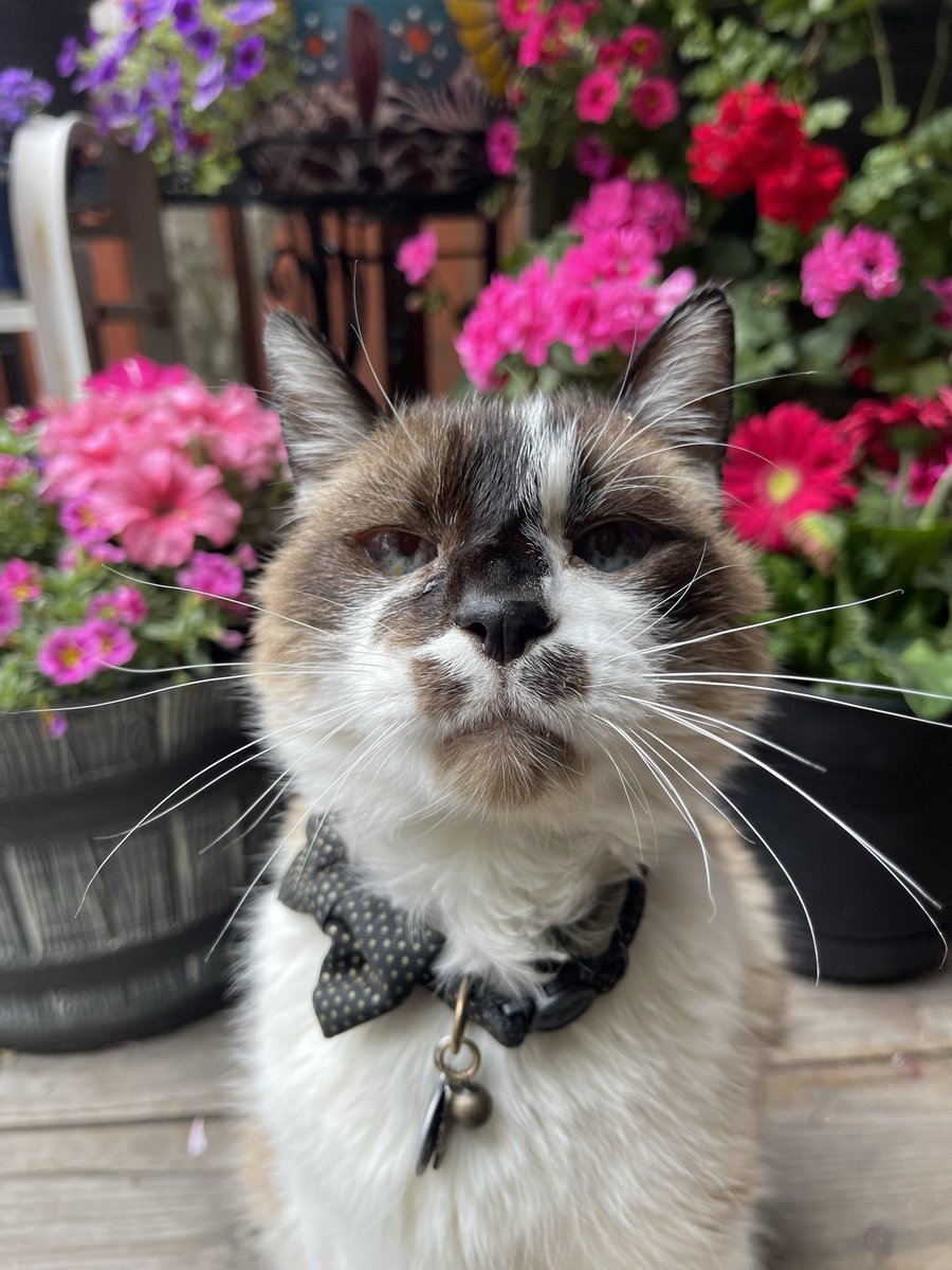 🌸🌈Skippy🐈Kevy🐈Badger🐈Sunny🐈Basil🐈Mikey🌸 tweet media