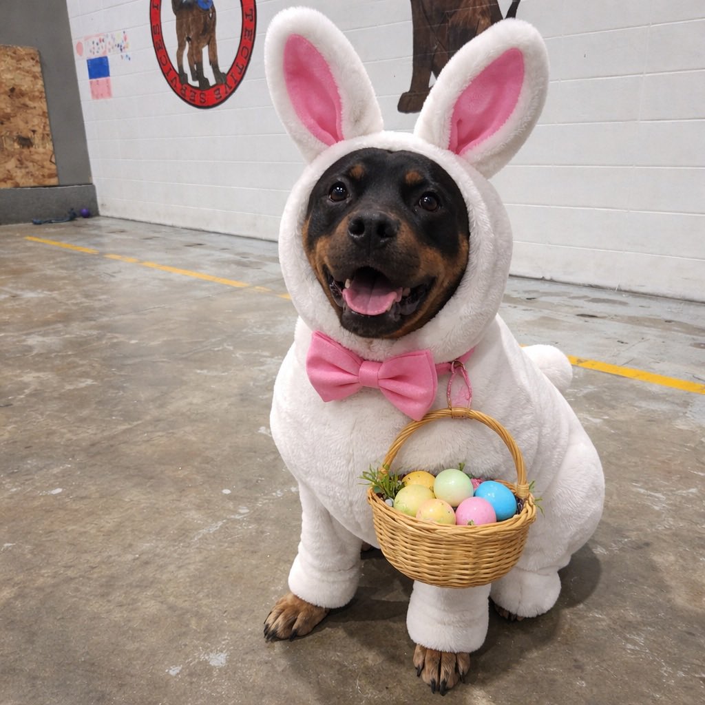 _bpsk9's tweet photo. POV: You hired security but got the Easter Bunny too 🐰💅
Happy Easter Monday from the BPSK9 team!🐣

#bpsk9 #k9security #yycsecurity #eastermonday #hoppyeaster https://t.co/CmSEaXVcou