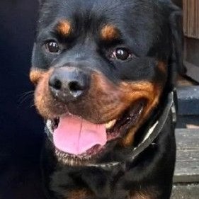 Animal Adoptions UK 🐕‍🦺🐈🐎❤️ tweet media