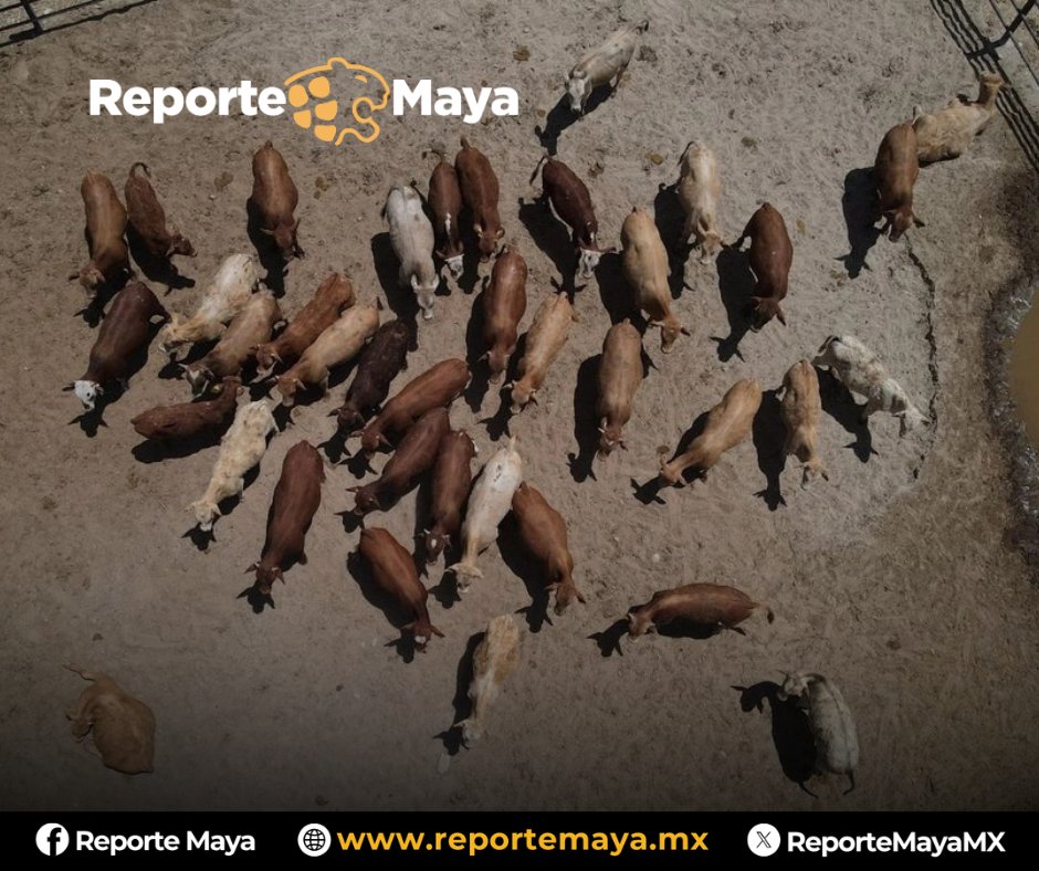 Reporte Maya tweet media
