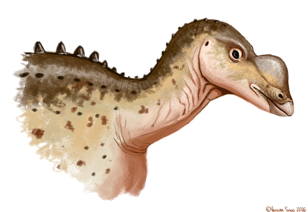 Muttaburrasaurus.
peerj.com/articles/20794/