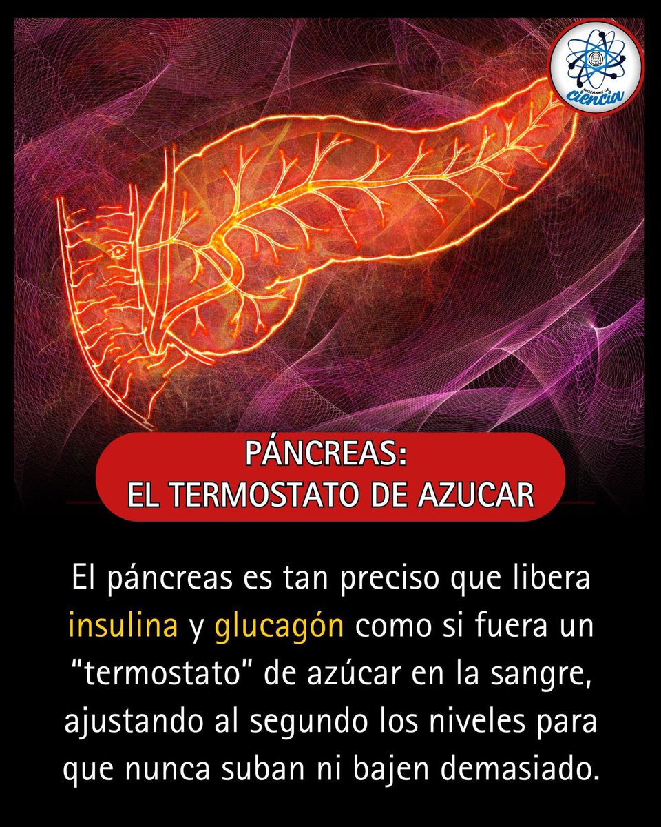 EnsedeCiencia's tweet photo. Tu páncreas es más que una víscera: Cuando el nivel de glucosa sube o baja, el páncreas responde casi al instante para mantenerlo en un rango seguro (aprox. 70-110 mg/dL).

Aprende cómo cuidarlo y mantenerlo sano. 👇 https://t.co/1g3GwWF7h1