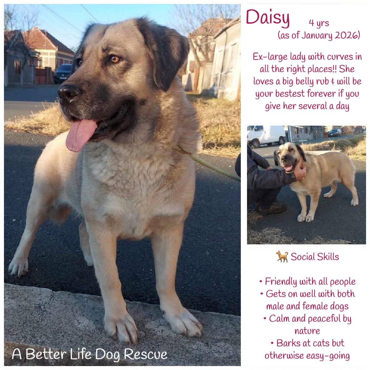 The Animal Team tweet media