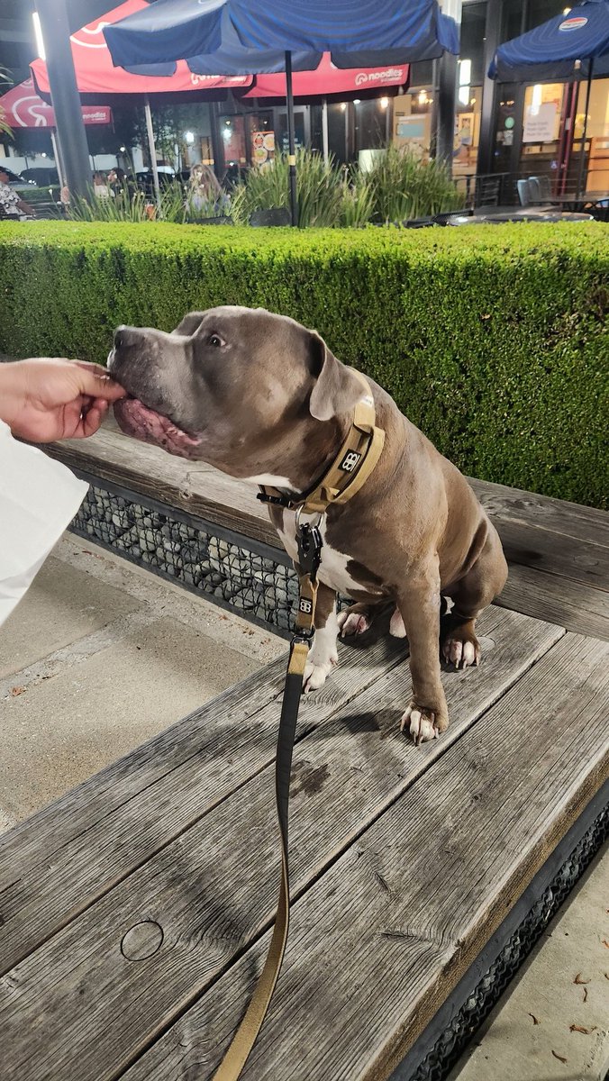 Baloowiththebr1's tweet image. Tacos are life💙 #ThrowbackThursday