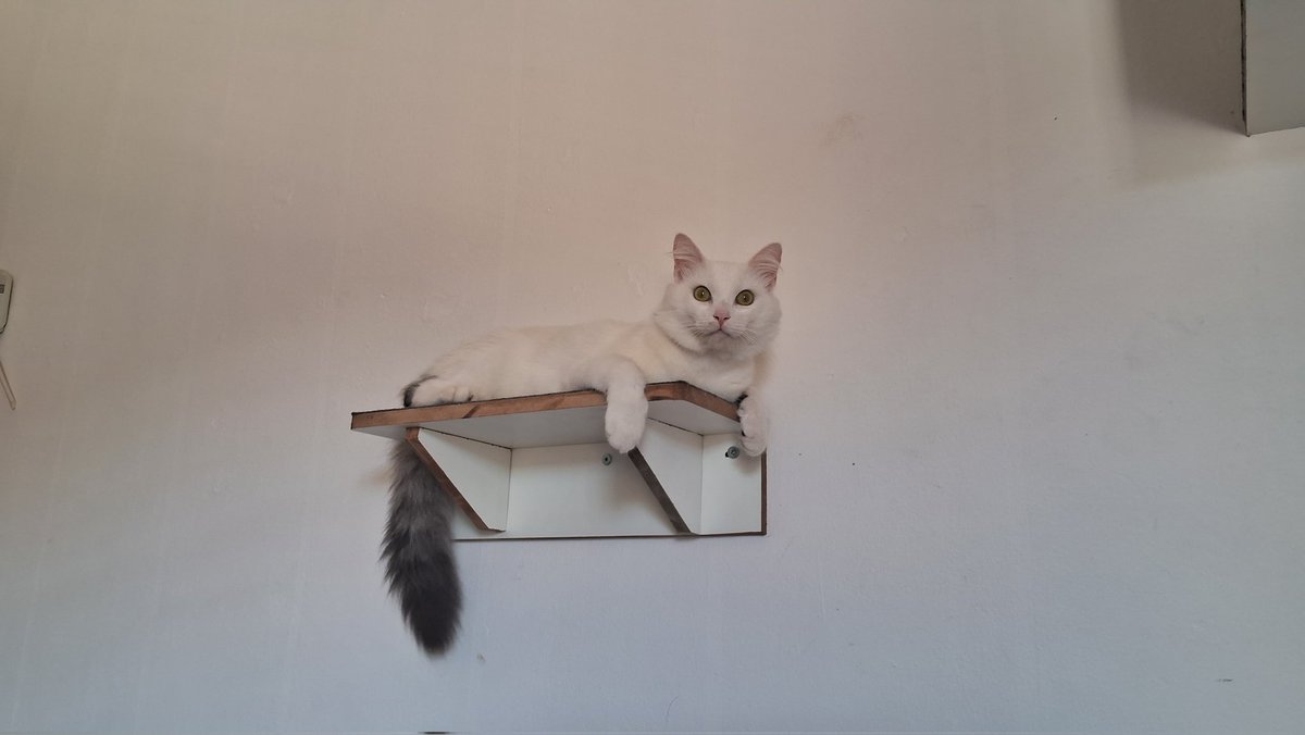 🅜🅐🅡🅒🅤🅢🅕🅤🅡🅘🅐🇾🇪🎣🤘 tweet media