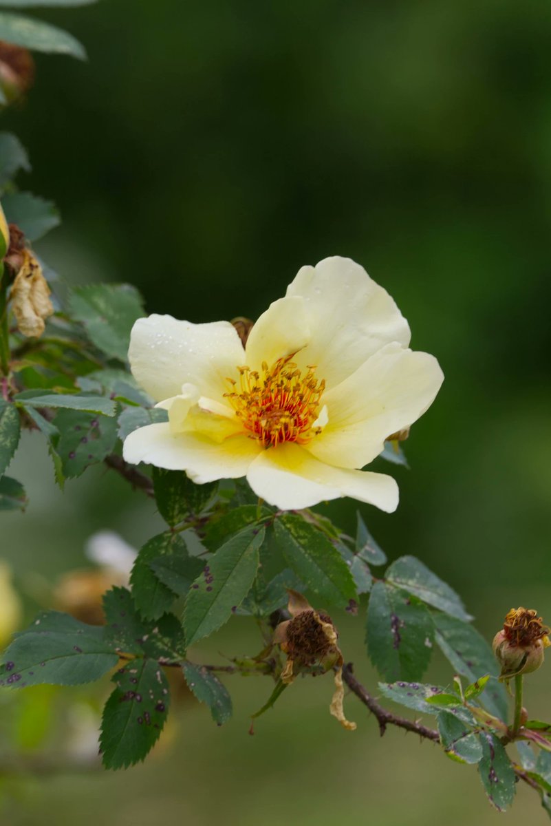 Run_fly_Smile's tweet image. More than machinery, we need humanity 😊

Charlie Chaplin

#Machinery #Humanity #Rose #Chaplin