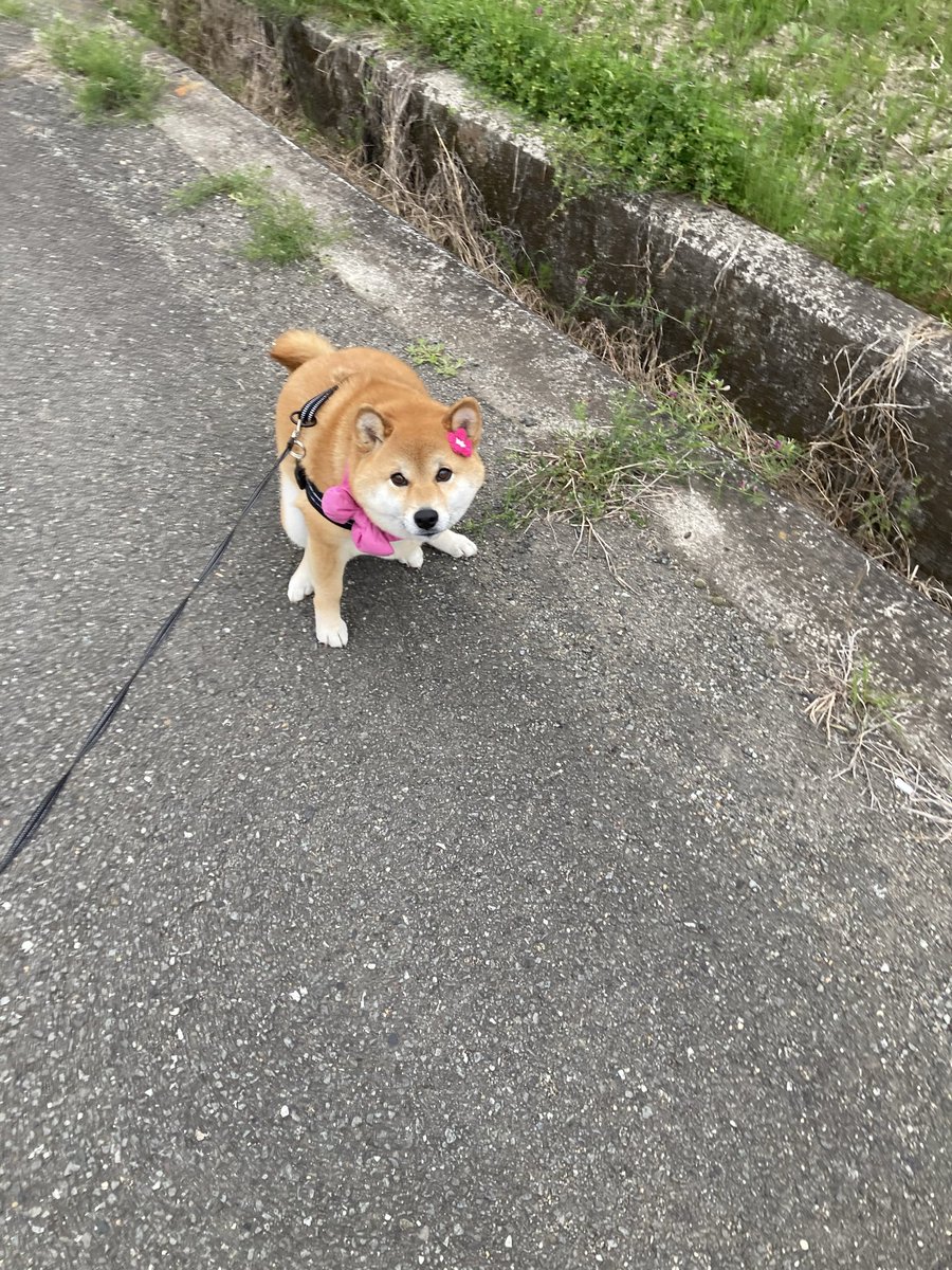 Takasan(タカさん) 心亜のお父ちゃん tweet media