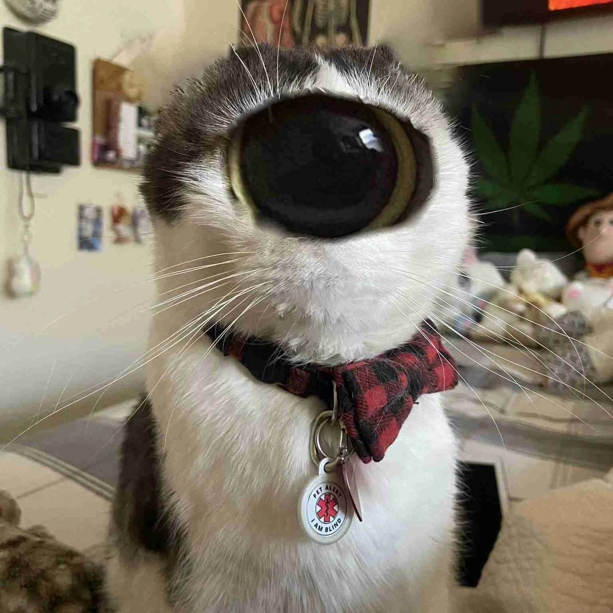 purlipip ♣️ tweet media