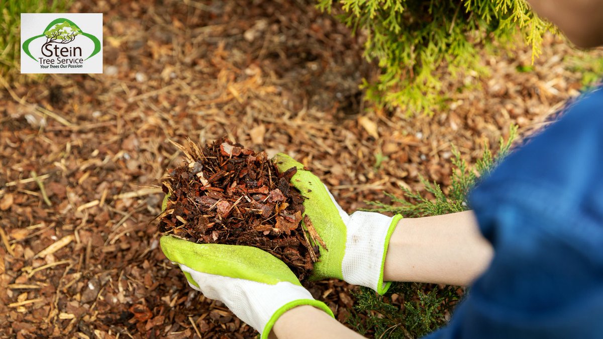 Stein Tree Service tweet media