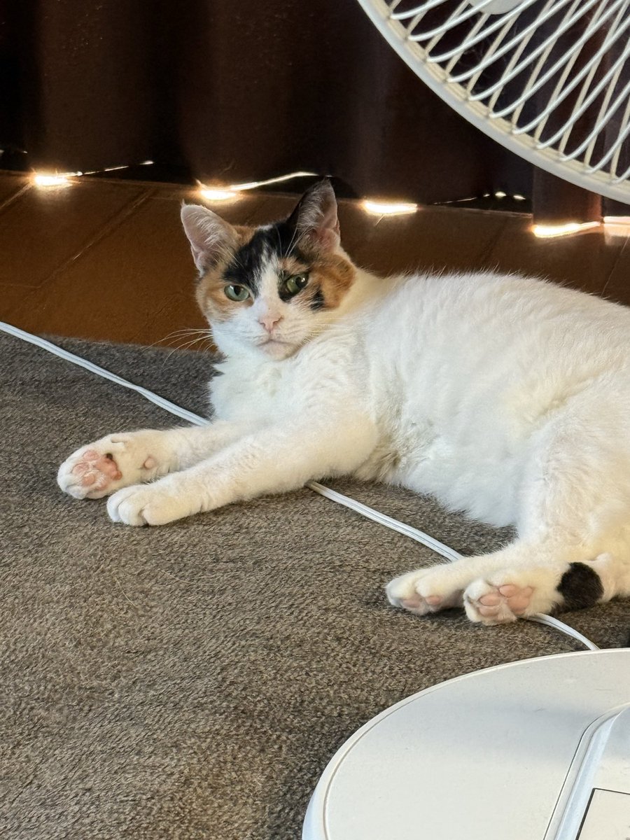 ちむちゃん tweet media