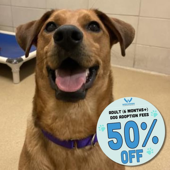 Wisconsin Humane Society tweet media