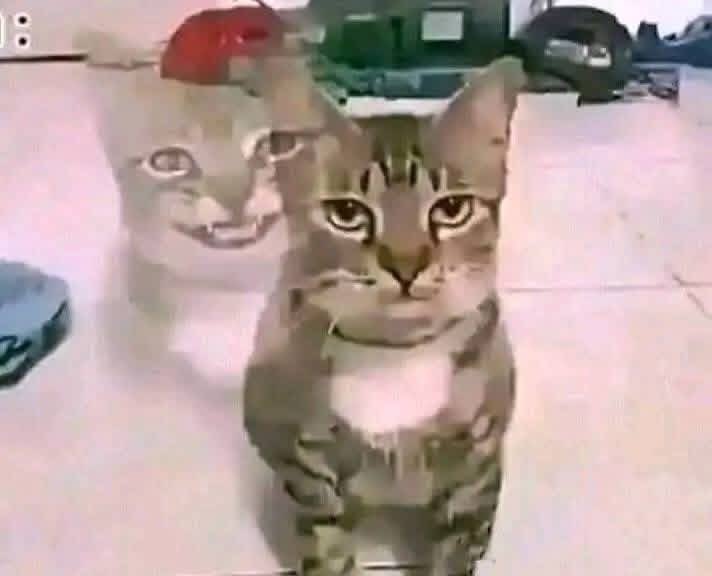 Senandung Semesta 🪐 tweet media