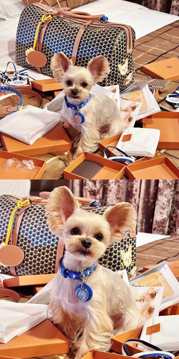 clm_lw's tweet image. "When life feels messy, their wag is your reset button  #PetLove #PawParade"