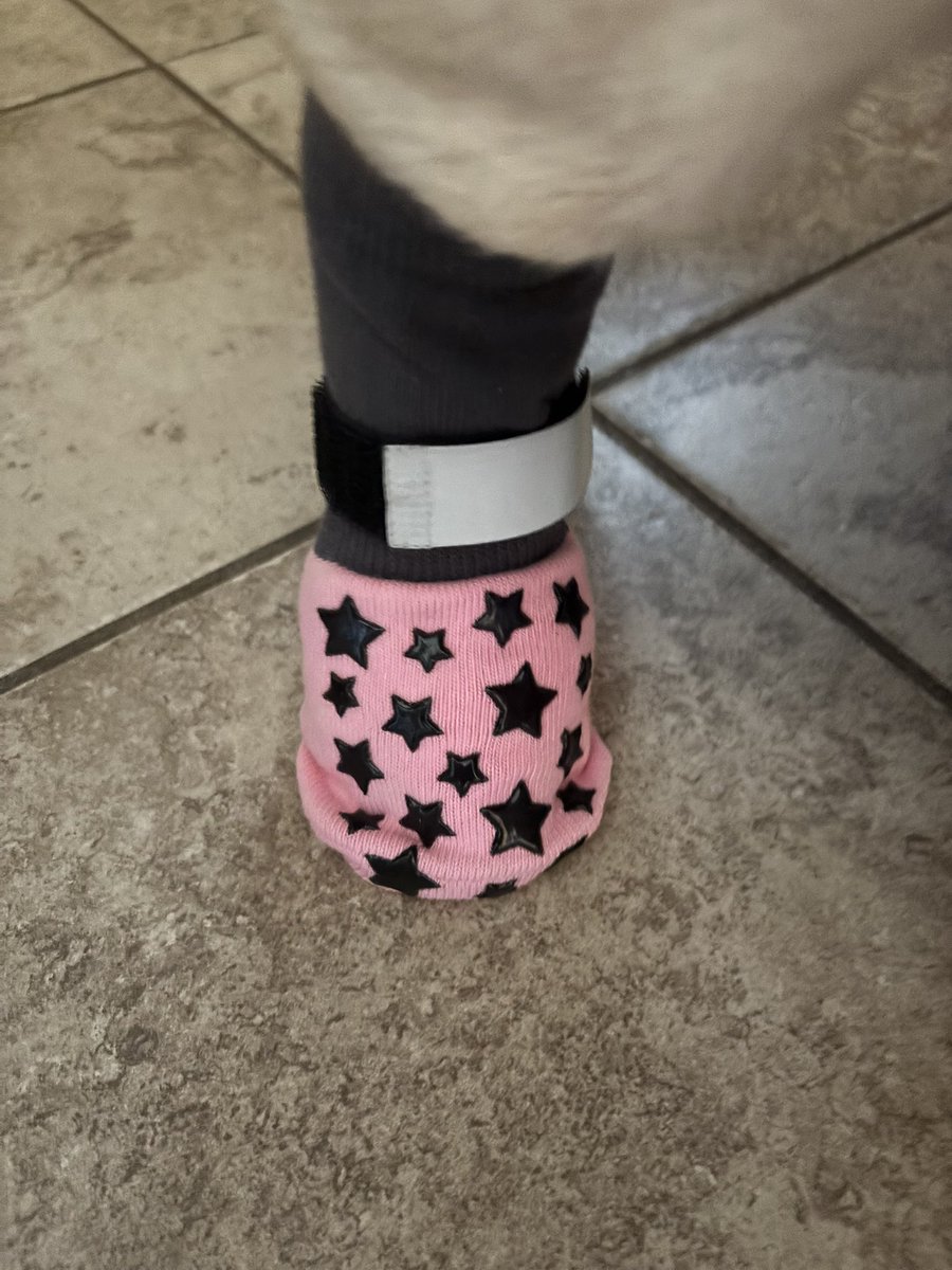 YoGirlKillz's tweet photo. So someone has got a new hoodie from @PetSmart #toppaw and non slip socks by #beautyzoo I think she is happy! And they are soooo cute! The socks already have made a difference in her walking! https://t.co/p8oDVVgHir