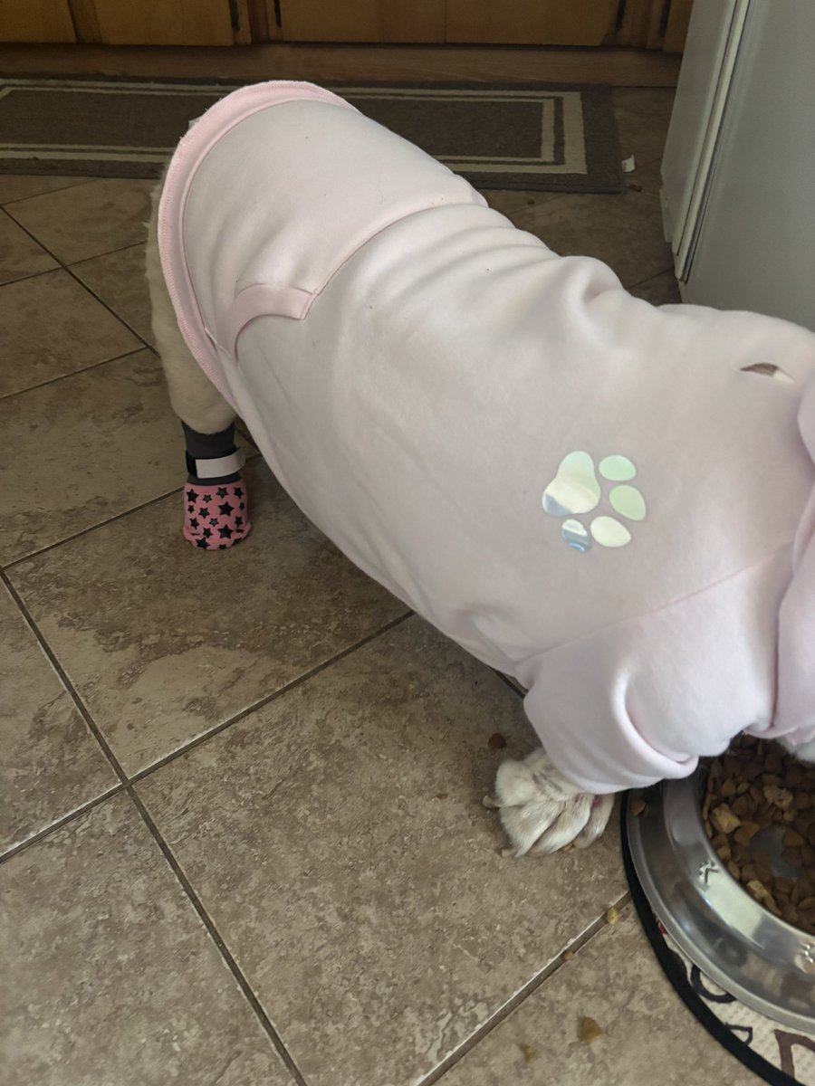 YoGirlKillz's tweet photo. So someone has got a new hoodie from @PetSmart #toppaw and non slip socks by #beautyzoo I think she is happy! And they are soooo cute! The socks already have made a difference in her walking! https://t.co/p8oDVVgHir