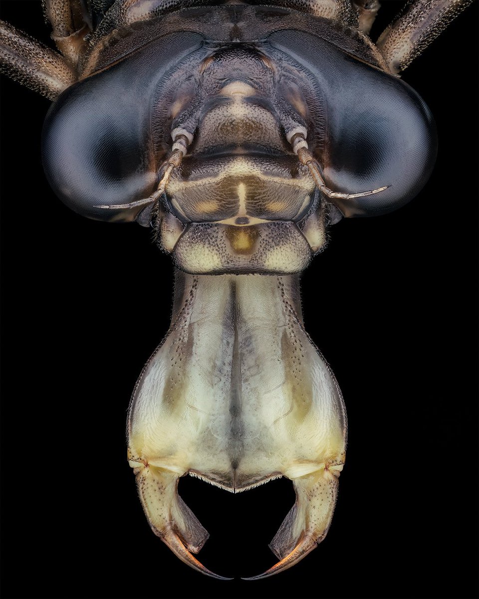 This is the larva of the southern hawker (Aeshna cyanea), captured in stunning macro detail. The most striking feature is its formidable “labium mask” — a highly modified, extendable lower lip (labium) that the larva can shoot forward with explosive speed to ambush and capture