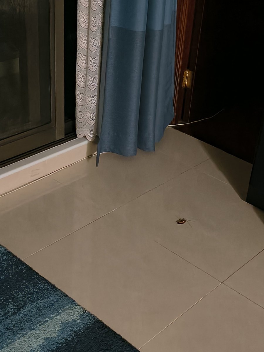 BaconPug tweet media