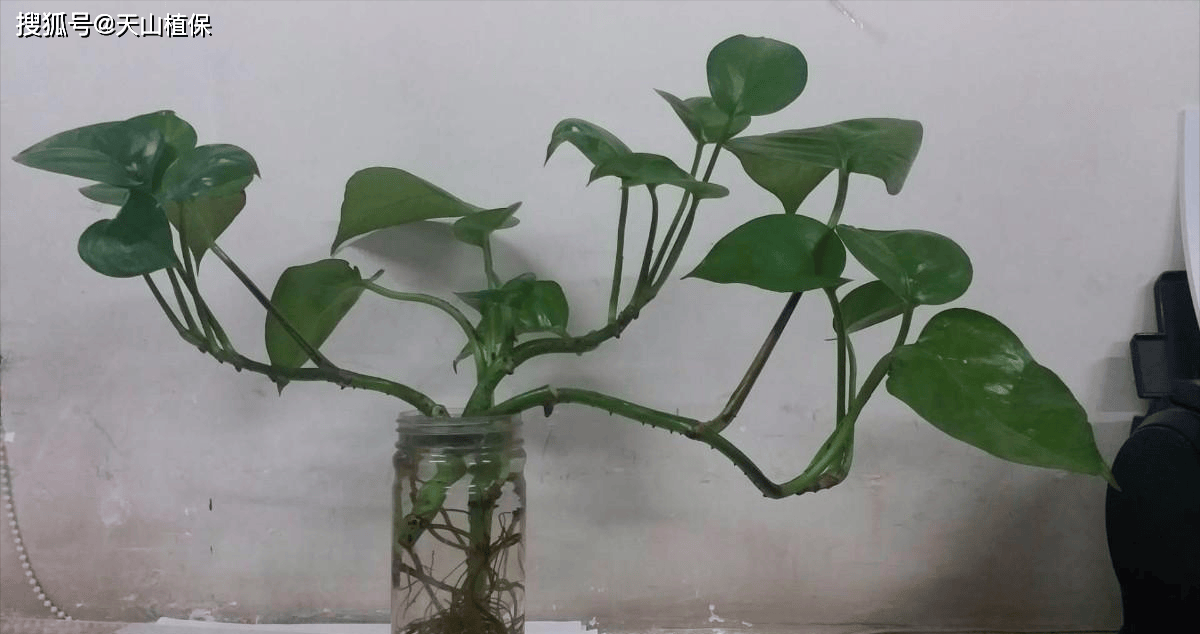 aymankanz tweet media