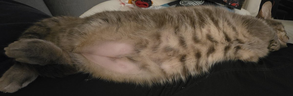 Bruno DE SAN NICOLAS 🏃‍♂️🚵‍♂️🏊‍♂️🏍👨‍💻👾🫡 tweet media