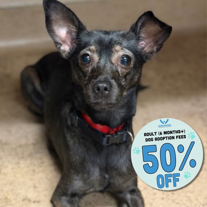 Wisconsin Humane Society tweet media