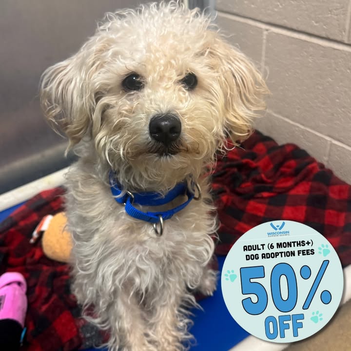 Wisconsin Humane Society tweet media