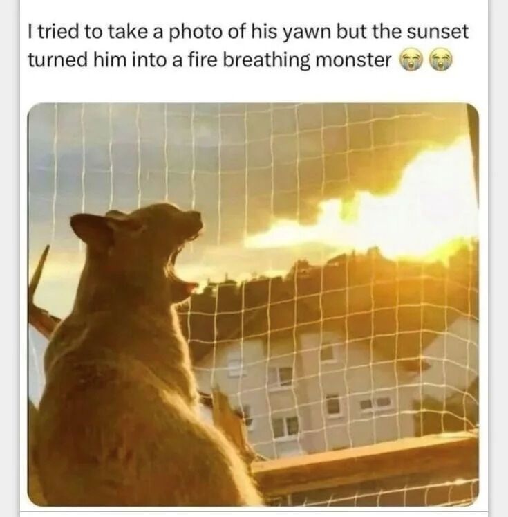 WholesomeMemes tweet media