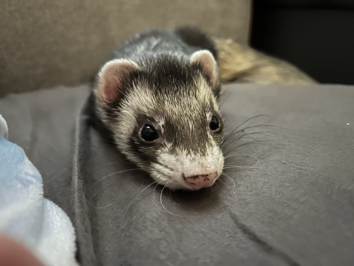 高橋茉奈 tweet media