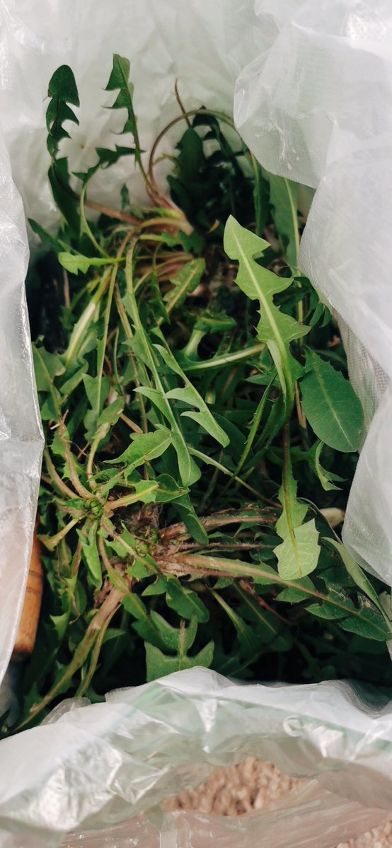 Ahmad albaba tweet media