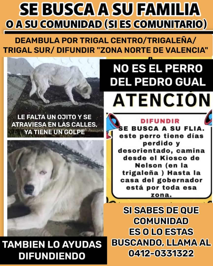 yara calcagno tweet media