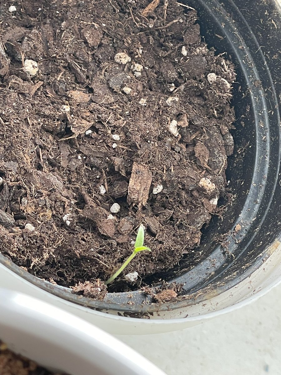 Chart_Jvnky's tweet photo. Still eating clean with high protein and low carbs. I planted 3 tomato seeds and 1 came to life, hopefully the other 2 push thru. Trading is becoming more systematic I love how I’m growing. And networking still pays the bills.
#personaldevelopment #TradingJourney #remotehands https://t.co/ocOM9U3lVL
