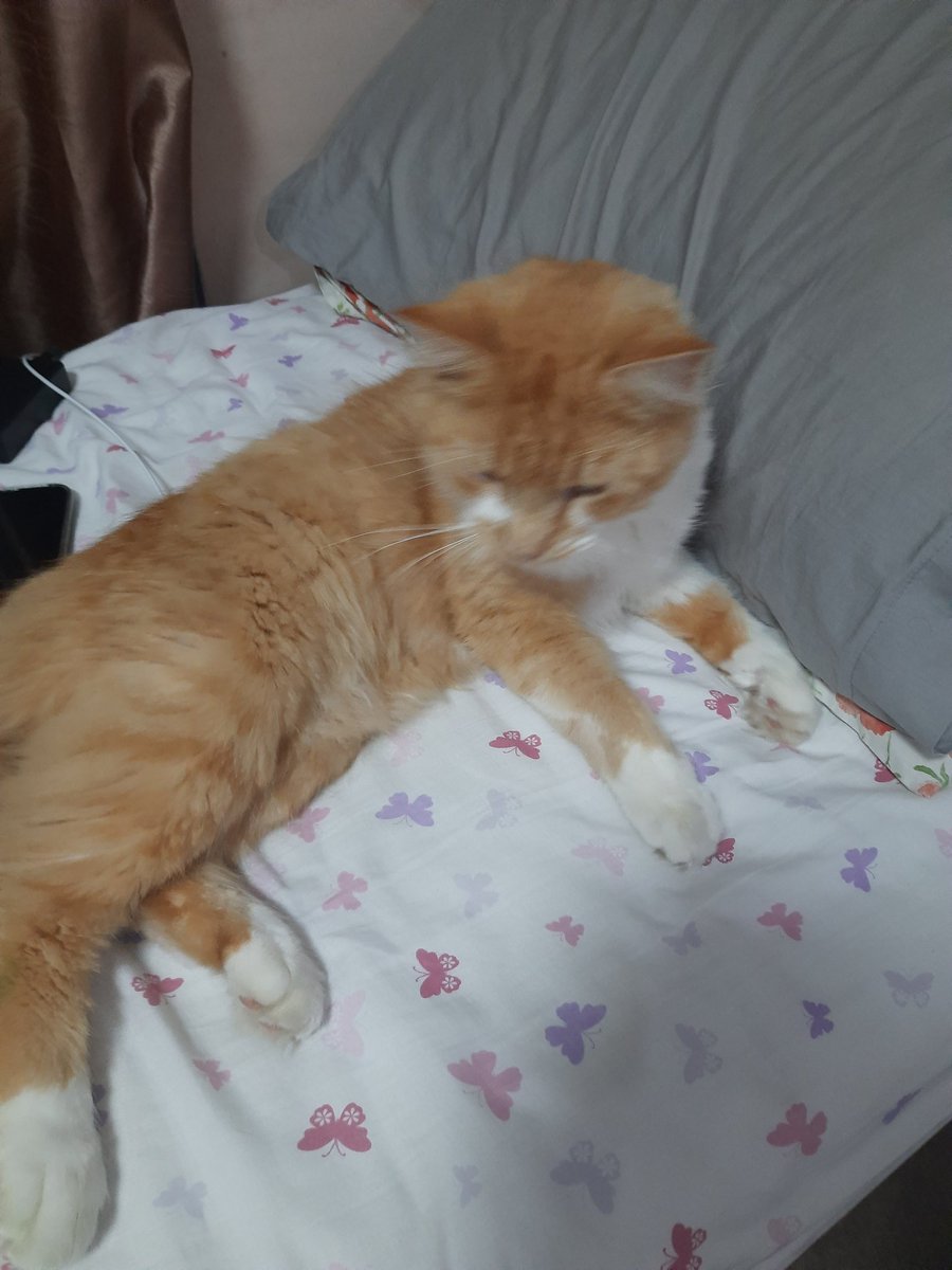 ✦ALISHKA✦ (SUPPORT NOLONGERNULL) tweet media