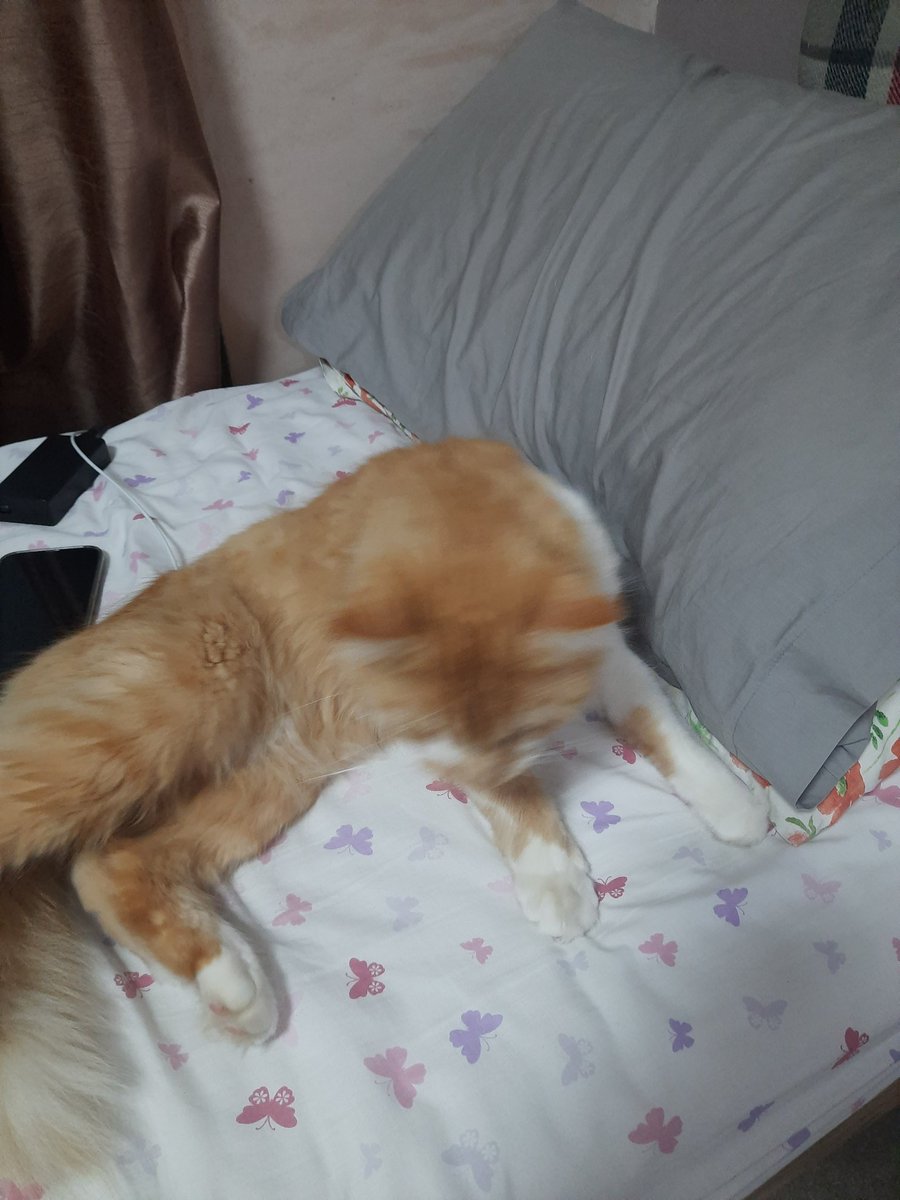 ✦ALISHKA✦ (SUPPORT NOLONGERNULL) tweet media