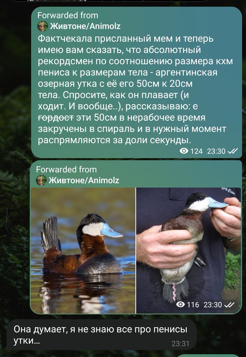 обычно я коала tweet media