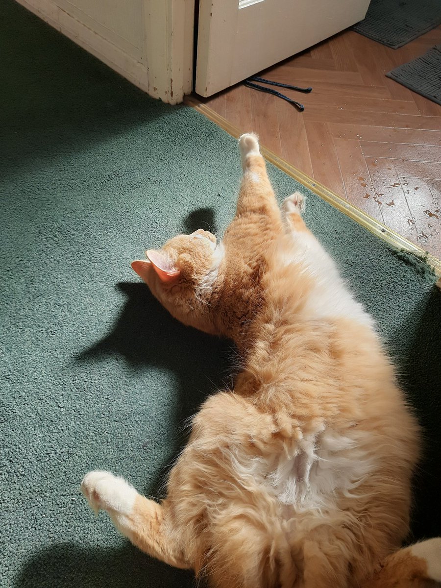 ✦ALISHKA✦ (SUPPORT NOLONGERNULL) tweet media