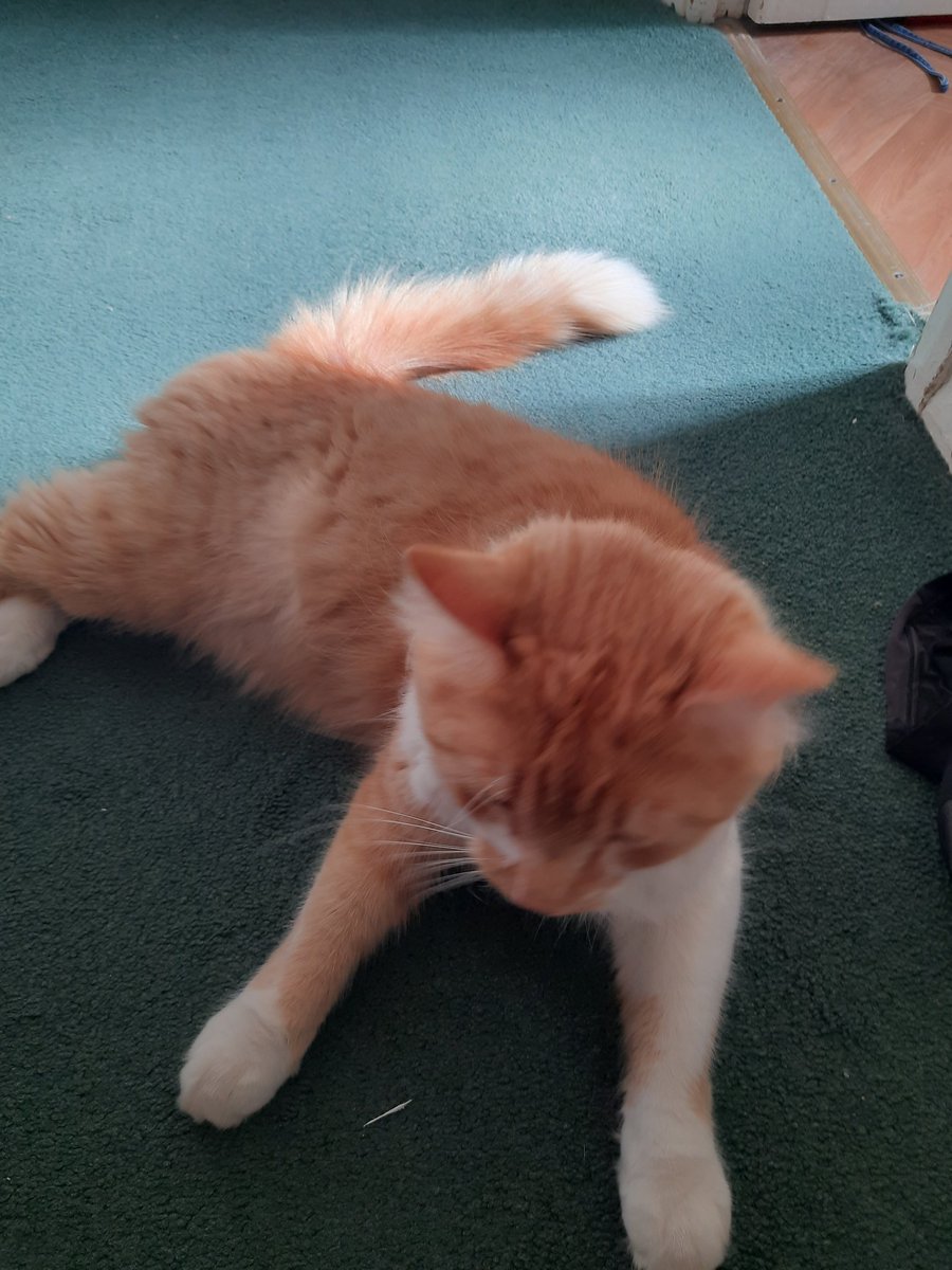 ✦ALISHKA✦ (SUPPORT NOLONGERNULL) tweet media