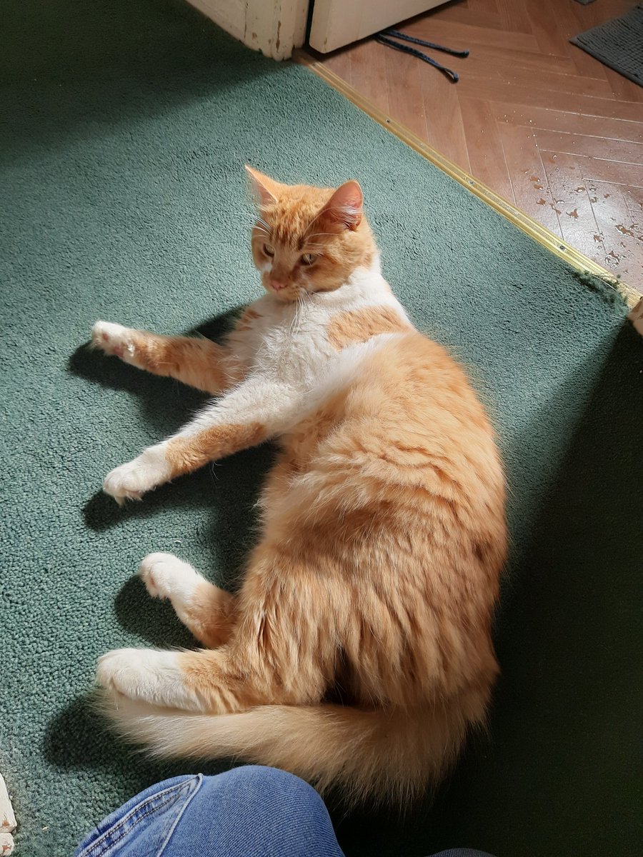 ✦ALISHKA✦ (SUPPORT NOLONGERNULL) tweet media