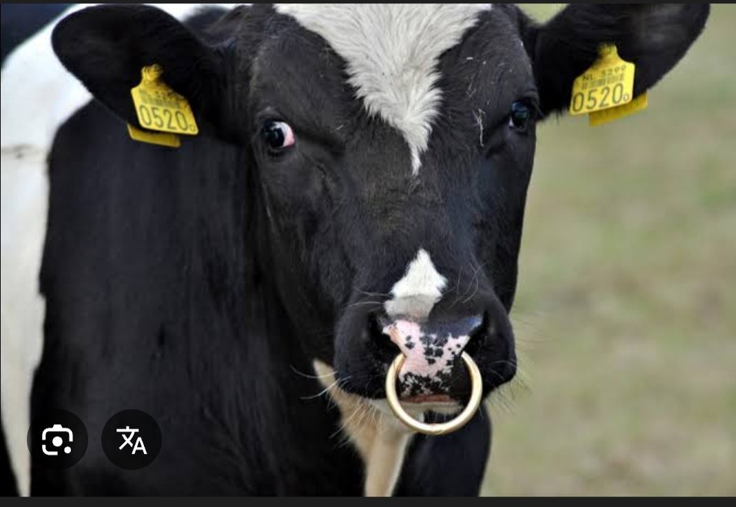 AmanBreDeryalar tweet media